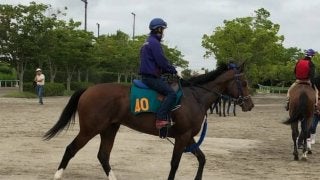 【注目新馬】ワーケア  セレクトセール1億2000万越えの期待馬登場