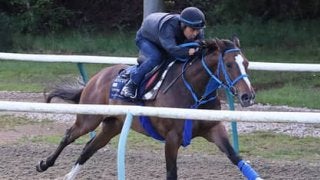 武豊が騎乗のディアドラ、調子は上々。英伝統レースで注目馬の状況は？