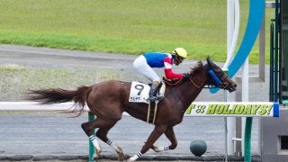 【スパーキングレディーカップ】JRA出走予定馬