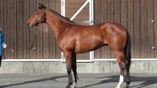 １億6500万円の高値がついたサトノフラッグは２歳世代のエース候補