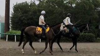 【アイビスSD】アルマエルナト 伊藤大師「差し効く展開になれば」