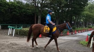 【アイビスSD】ライオンボス 破竹の3連勝で重賞タイトル狙う
