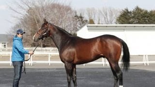 「走り出すとどこまでもいく」アメリカの名牝の初子、アルジャンナ