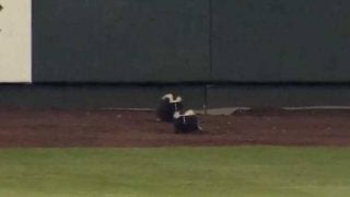 【MLB】米マイナーでスカンク乱入のハプニング　試合は中断「クルーには悪夢」