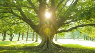 東洋医学における「気」の概念とは