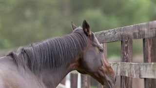 種牡馬ディープインパクトの後継問題。奇跡の種を持つ馬は現れるか
