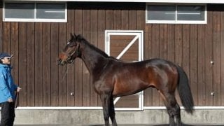 クラシック制覇という一族の悲願を託された逸材、クロスキーの可能性