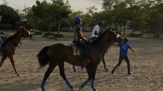 【注目新馬】クロスキー 兄弟にコントラチェック