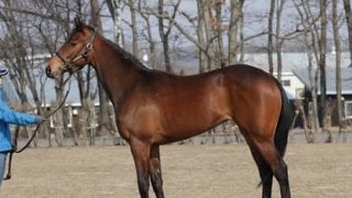 「兄ミッキーアイルとはイメージが違う」妹フェアレストアイルの特性