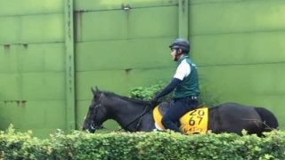 【新潟記念】レイエンダ 軌道に乗って２つ目のタイトル狙う