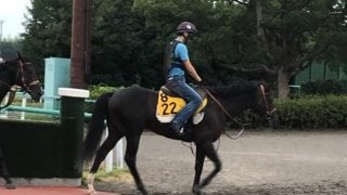 【新潟記念】ジナンボー 着実に勝ち星を重ね開花