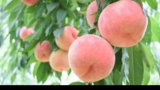 桃の驚くべき効果効能