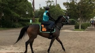 【紫苑S】距離に不安無し！パッシングスルー 黒岩師「順調そのもの」