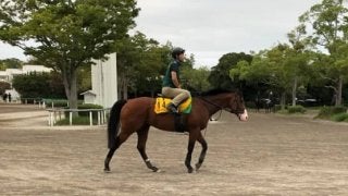 【セントウルS】タワーオブロンドン 藤沢和師「阪神コースも合いそう」