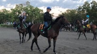 【セントライト記念】ランフォザローゼス 藤沢和師「今度は違う」