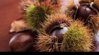 栗の驚くべき効果効能