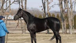 母は米ＧＩ３勝。ディアスティマは心肺機能が高く「乗り味もいい」