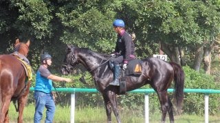 【サウジアラビアRC】アブソルティスモ  藤沢和師「絞れてきた」