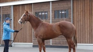 落札額は２億円。注目の血統馬、ダノングロワールがいよいよデビュー