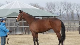 スワーヴリチャードの妹、ルナシオンは「バネがあり、本当にいい馬」