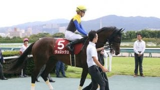 菊花賞１番人気に押し出されたヴェロックス。不安は距離よりむしろ…