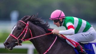 2019コックスプレート（G1）日本馬の近況（10月22日）