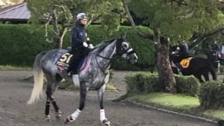 【天皇賞・秋】アエロリット 牡馬一線級に交じってもヒケを取らず