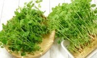 栄養価ピカイチ「豆苗」の活用術