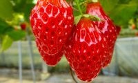 美味しいだけじゃない「いちご」の美容成分