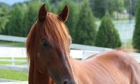 【海外競馬】英米G1馬コンデュイットが死亡、15歳　日本で種牡馬生活も