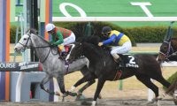 【東京JS想定】障害6戦全てで馬券圏内のトラスト、中山新春JS覇者スプリングボックスなど12頭