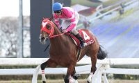 【ウイナーカップ予想】マイランコントルの重賞初制覇か!? あるいは混戦を極めるのか!?/NARレース展望
