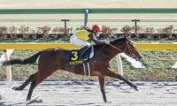 【大井・ジャパンダートダービー枠順確定】無傷4連勝を狙うカフェファラオは2枠2番