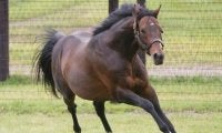 ディープインパクト産駒がJRA通算2200勝達成、種牡馬史上2頭目