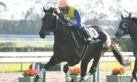【七夕賞ハンデ確定】エアウィンザーは57kg、ジナンボーは56kg