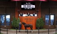 【セレクトセール2020】ロードカナロア産駒が2億円