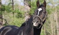 【セレクトセール2020】種牡馬別、落札者別の合計落札額まとめ　種牡馬首位はハーツクライ