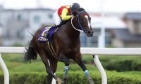 【習志野きらっとスプリント枠順確定】DG競走2勝ノブワイルドは7枠12番、東京スプリント3着キャンドルグラスは2枠2番
