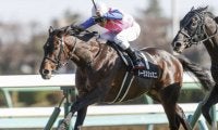 【次走】函館記念で4着のトーラスジェミニは札幌記念へ