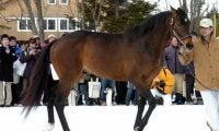 キングカメハメハの種牡馬界での存在感はディープインパクトを上回る