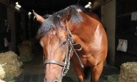 【JRA】ステルヴィオはキーンランドC回避、札幌への輸送で熱発
