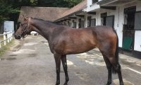 【海外競馬】モシモシは伸びしろ十分！ヴェロン「走ってきそうな感触」