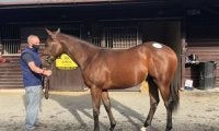 橋田満調教師が英セールで1歳馬2頭を落札「素晴らしい可能性を感じる馬」