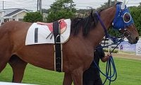【地方競馬】北海道のダンスセイバーが200連敗、日本記録更新中
