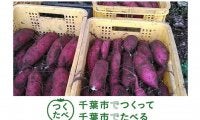 ロッテ、特産品「サツマイモ」を11・1先着300人に無料配布「千葉市が栽培発祥の地」