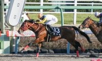 【霜月S】ジャパンC登録のヨシオは56kg、重賞勝ち馬グルーヴィットは57kg