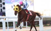 【シンビジウムOP】準重賞でアルタイルが6馬身差圧勝、久々のV！