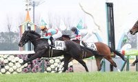 【京都金杯】枠順と見所 武豊シュリは5枠10番