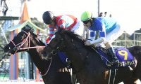 【AJCC想定】昨年牡馬クラシックで活躍のアリストテレス、ヴェルトライゼンデ、サトノフラッグなど