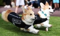 その名もロベルト・レヴァン“ドッグ”スキ？天才ヘディング犬がSNSで大人気